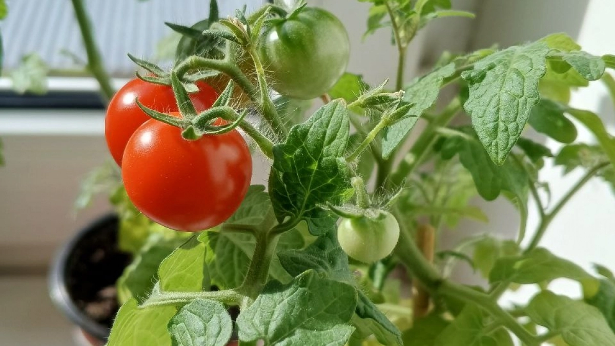 Как превратить безвкусные магазинные помидоры в сладкие и ароматные: простой и рабочий способ