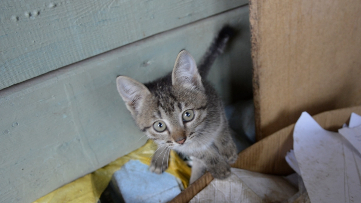 Кошки, которые не взрослеют до старости: 5 пород с вечным котёнком внутри