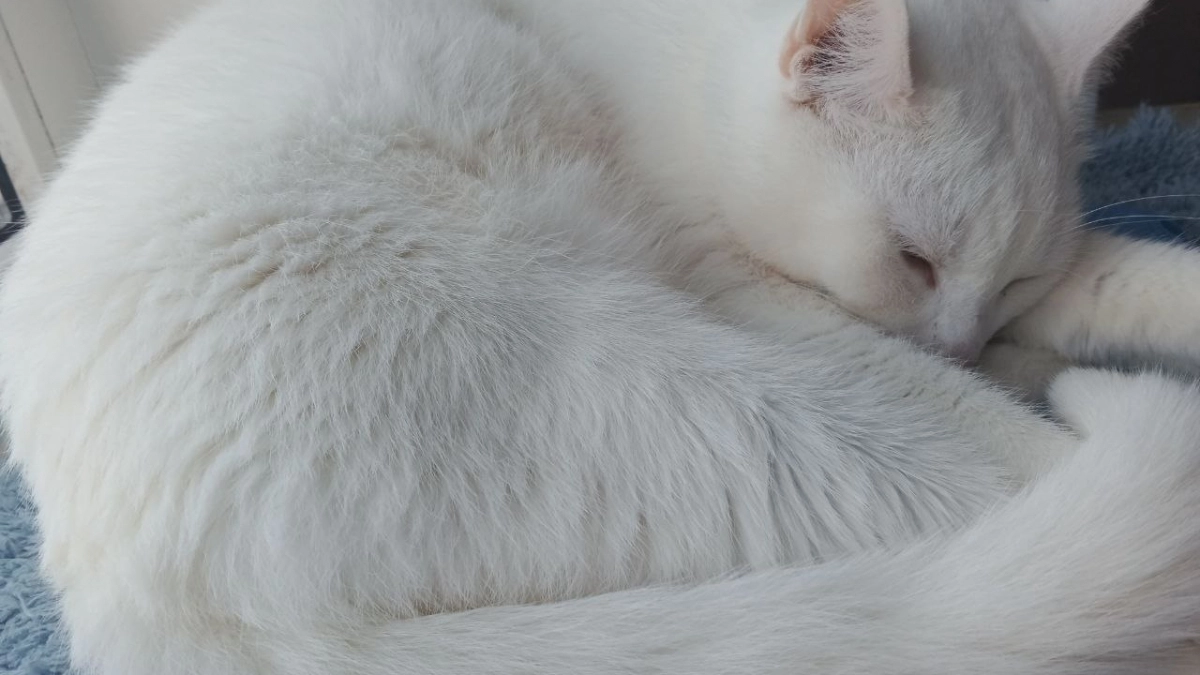 7 вещей, которые нужно срочно убрать из дома, где живёт кошка: это очень опасно