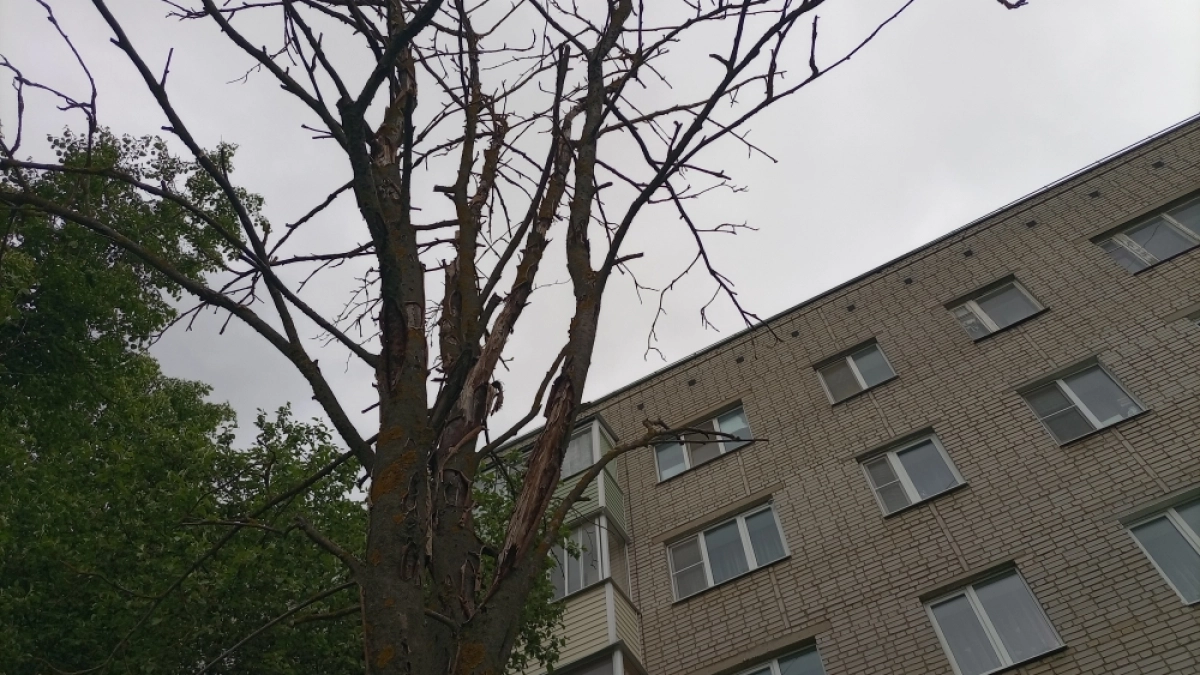 Упавшее дерево перекрыло движение по улице Циолковского в Липецке
