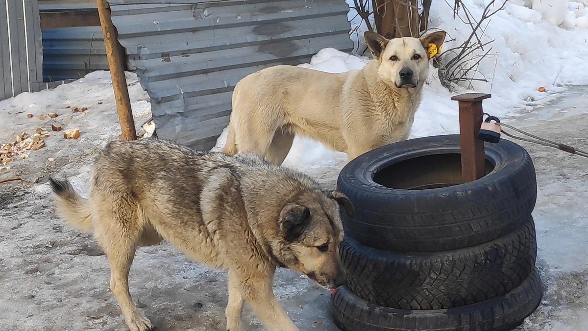 Выбираем собаку для частного дома: 3 породы, которым нужен простор и занятия