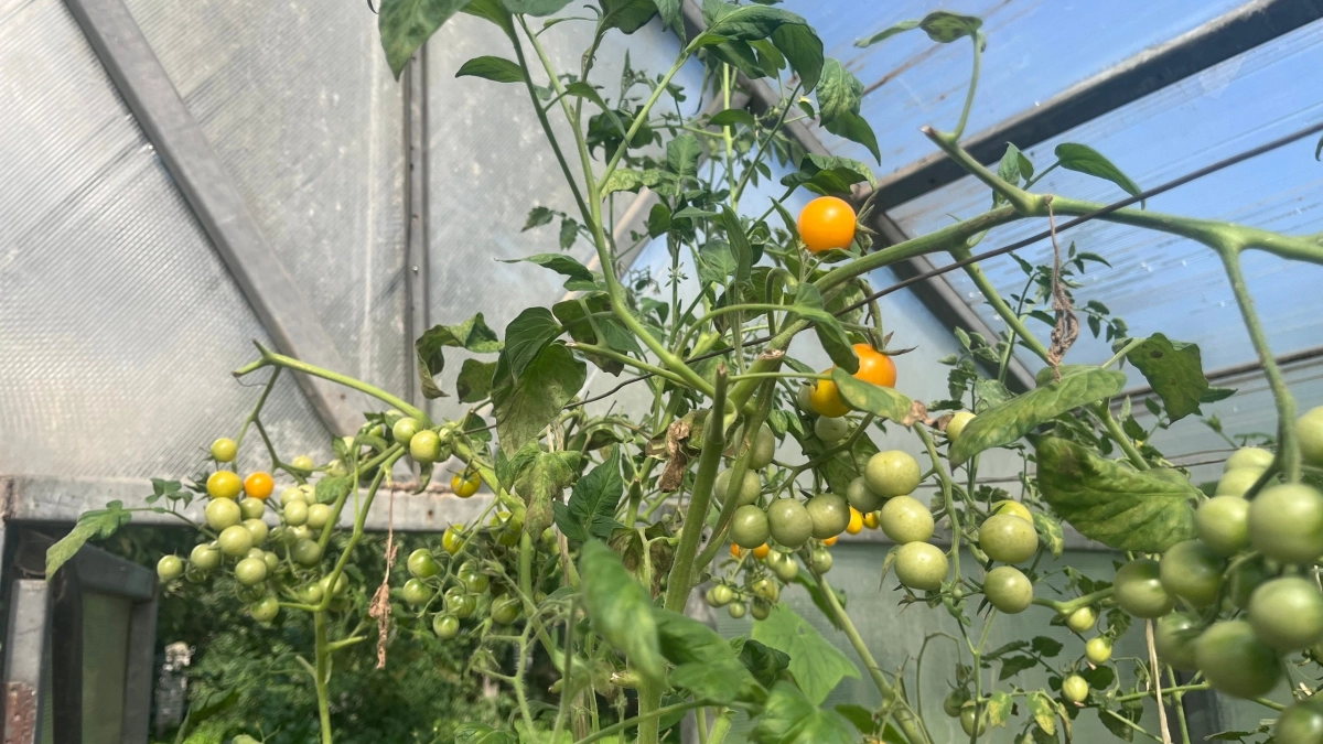 1 ложка на ведро — и кусты наливают плотные мясистые плоды до октября: томатный цех на даче
