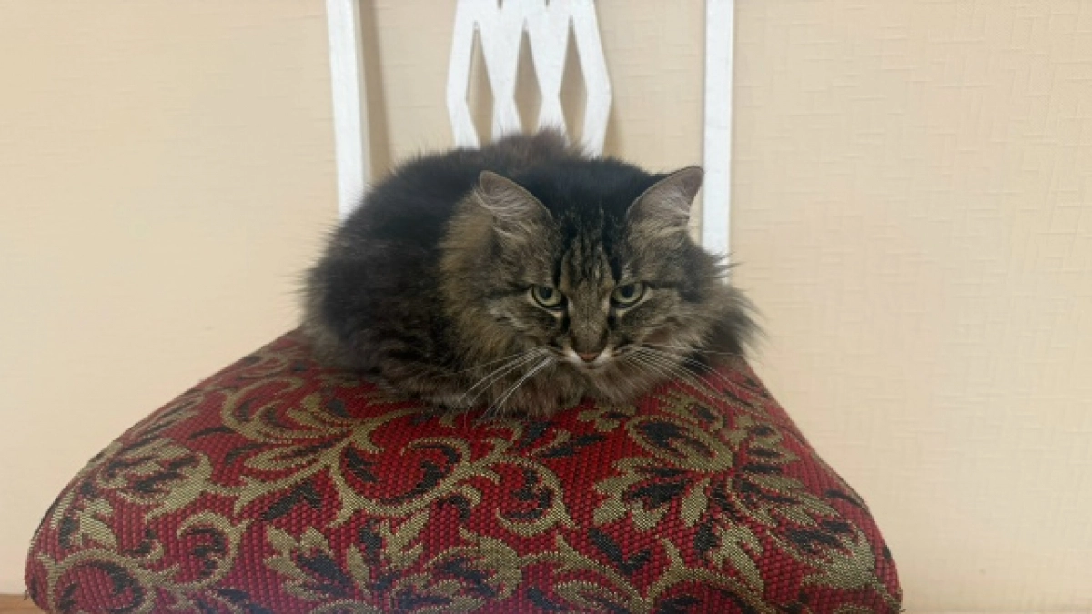 Кошки, которые запоминают команды мгновенно: 4 породы, способные перехитрить собаку