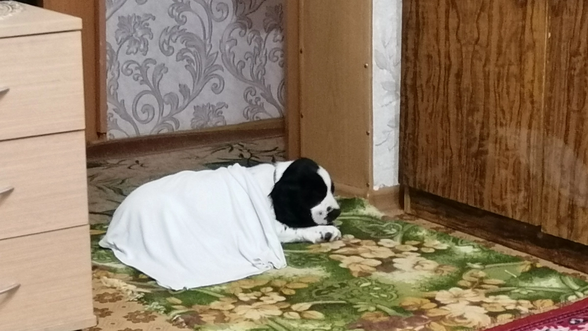 Не лают, не грызут и любят детей: 4 породы собак для маленькой квартиры и спокойной жизни