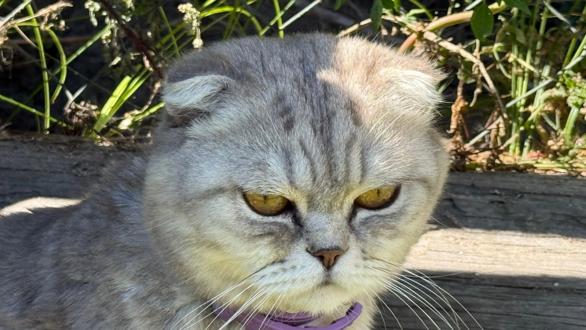 Кошки, которые любят хозяина больше жизни: 5 самых «обнимательных» пород