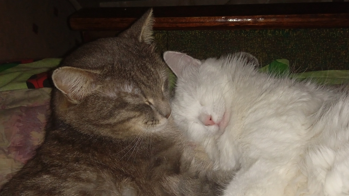 Кошки, выглядящие на миллион: 3 породы с аристократичной внешностью