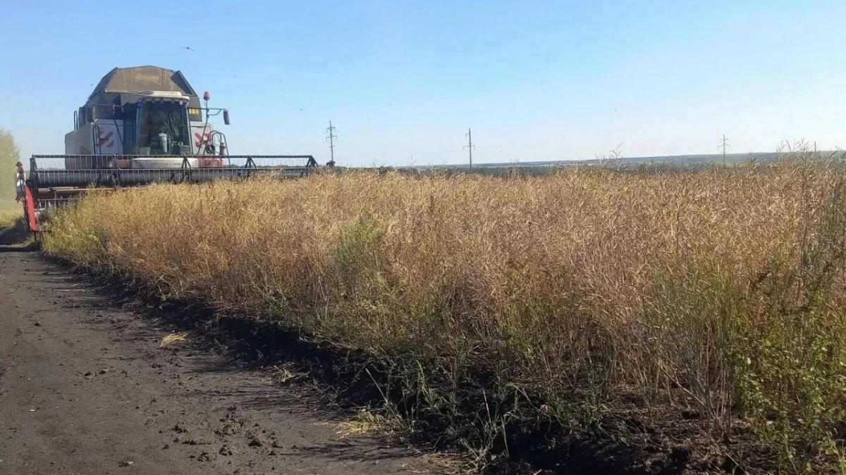 Урожай масличных в регионе перевалил за 140 тысяч тонн