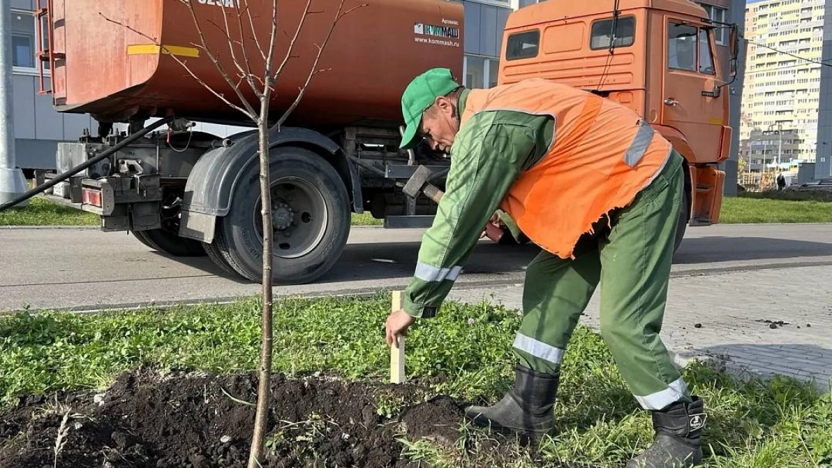 В новых микрорайонах Липецка появились десятки молодых деревьев