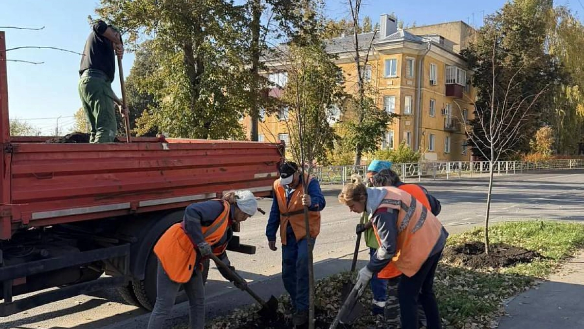 В Соколе высадят почти 100 новых деревьев