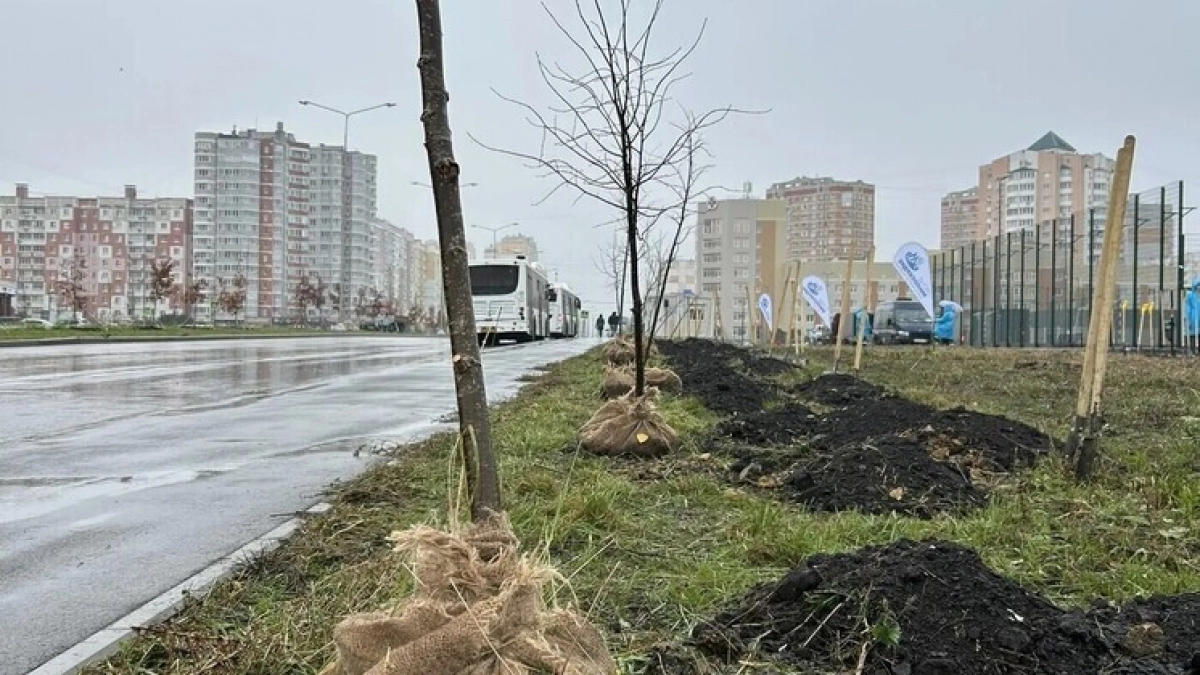 На улице Эдуарда Белана высадили новую аллею из 92 лип
