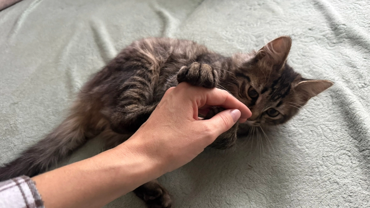 Учёные назвали тип людей, которых на самом деле любят кошки: дело не в еде