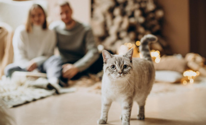 Новые правила семейной ипотеки спровоцировали кредитный бум у липчан